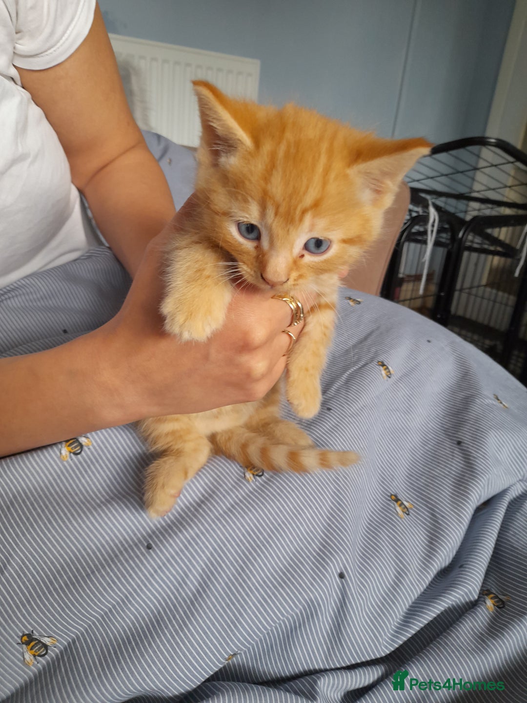 Mixed Breed cats for sale: Gorgeous Ragamuffin x kittens. - Image 4