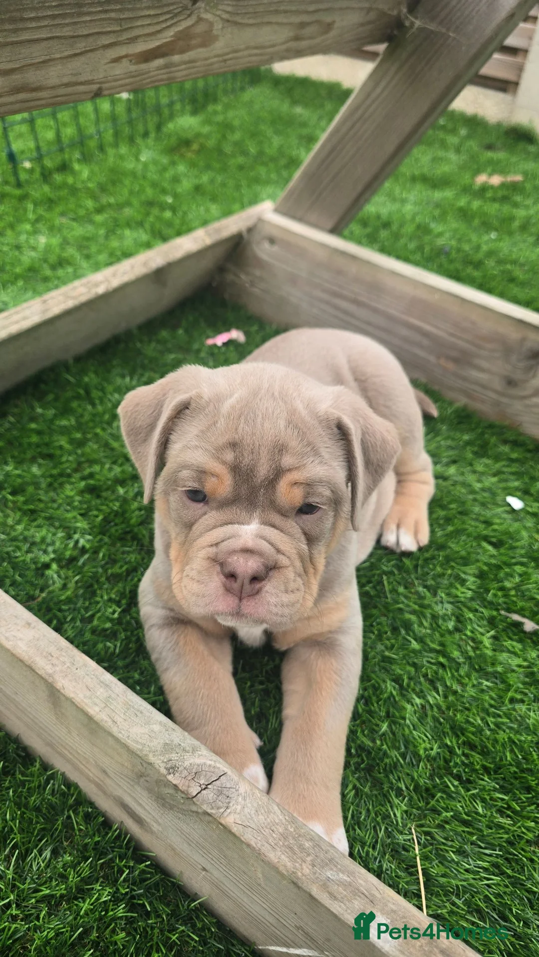 Olde English Bulldogge dogs for sale: Stunning Olde English Bulldogge Pups - Advert 2