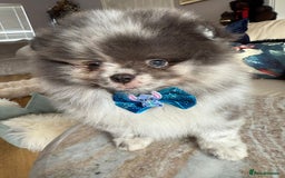 Pomeranian dogs for sale: Lilac merle Pomeranian  - Image 5