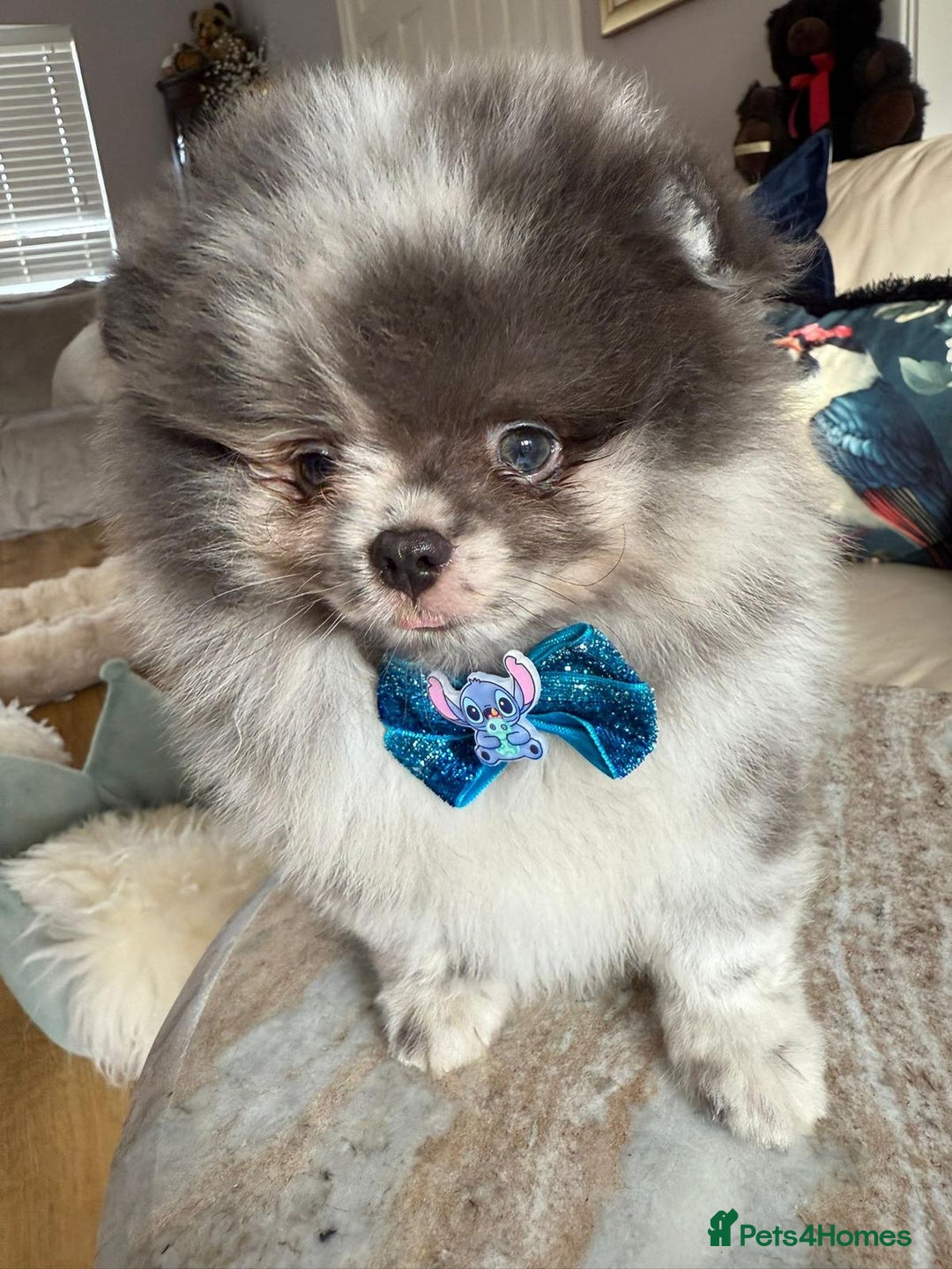 Pomeranian dogs for sale: Lilac merle Pomeranian  - Image 5