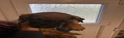 Mixed Breed dogs for sale: Stunning cane corso / Doberman puppies - Advert 2