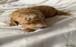 Labradoodle dogs for sale: Beautiful F3b Labradoodle Puppies - Image 7