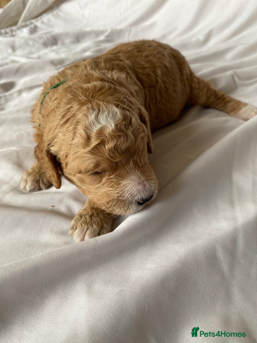 Labradoodle dogs for sale: Beautiful F3b Labradoodle Puppies - Image 7