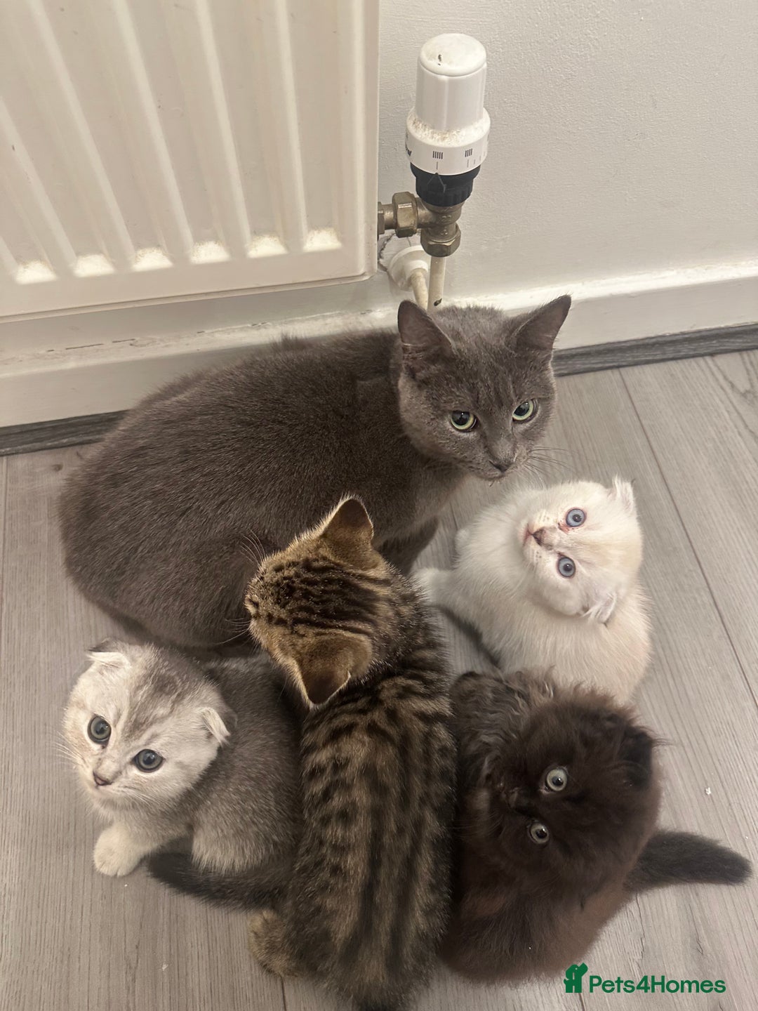 Scottish Fold cats for sale: Beautiful Scottish Fold/British Shorthair Kittens - Advert 16