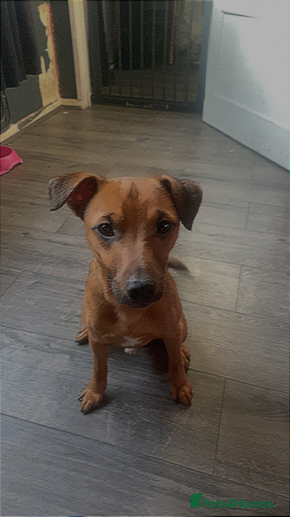 Patterjack dogs Male patterjack - Advert 18