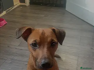 Patterjack dogs Male patterjack - Advert 18