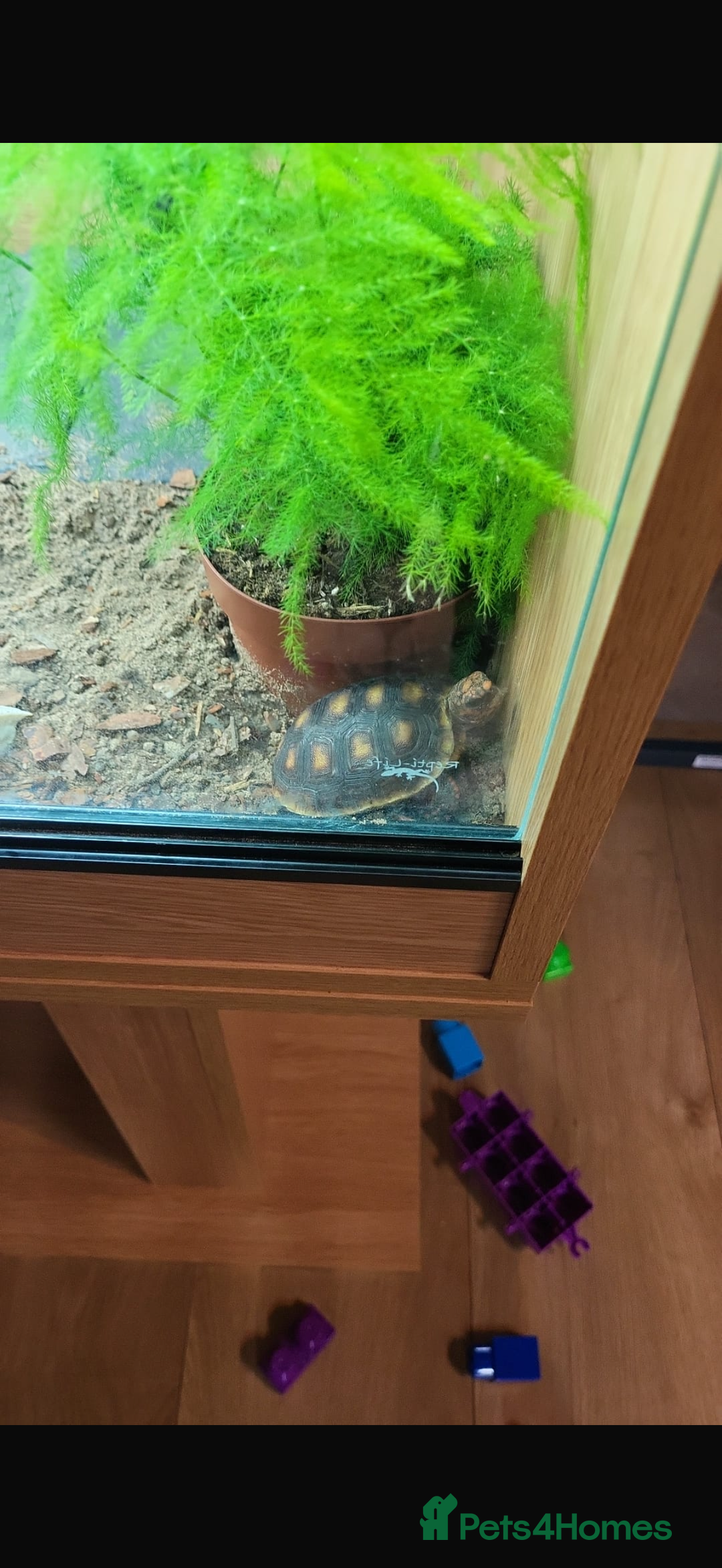 Tortoise reptiles for sale: Redfoot - Image 3