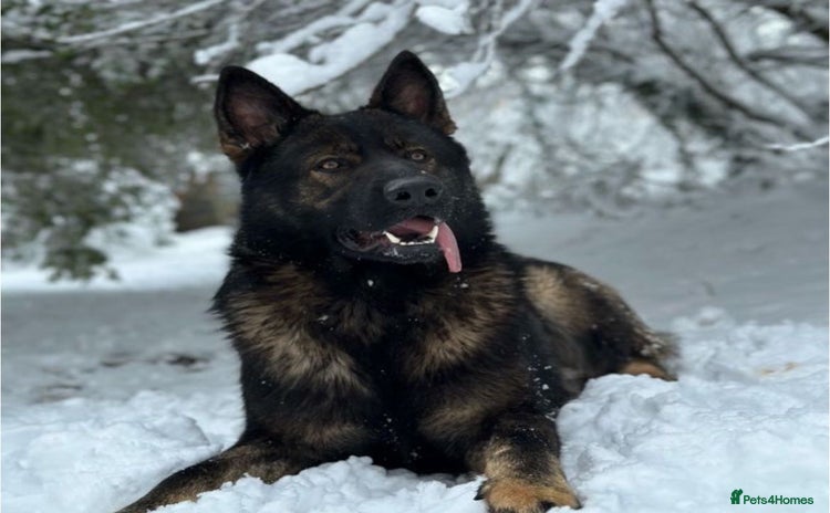 German Shepherd dogs - Advert 14