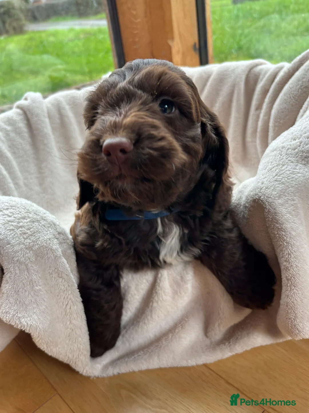Cockapoo dogs for sale: Stunning Rare Chocolate Brown F1 Cockapoo Puppies - Advert 5