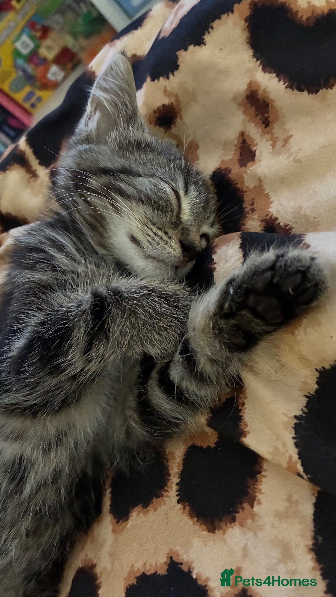 Mixed Breed cats Rescue kittens looking for forever homes - Advert 1