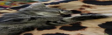 Female 2 - Lilah