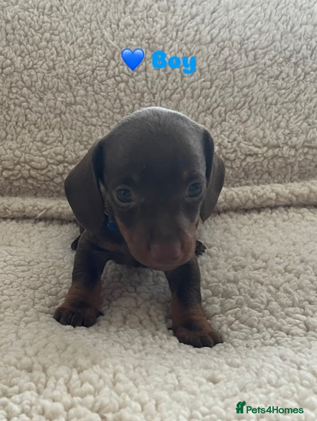 Miniature Dachshund dogs for sale: Cute Chocolate & Tan Miniature Dachshund Puppies - Image 4