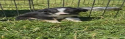 Border Collie dogs for sale: Beautiful border collies for sale - Advert 4