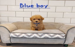 Cavapoo dogs for sale: Cavapoo F1 puppies  - Image 7