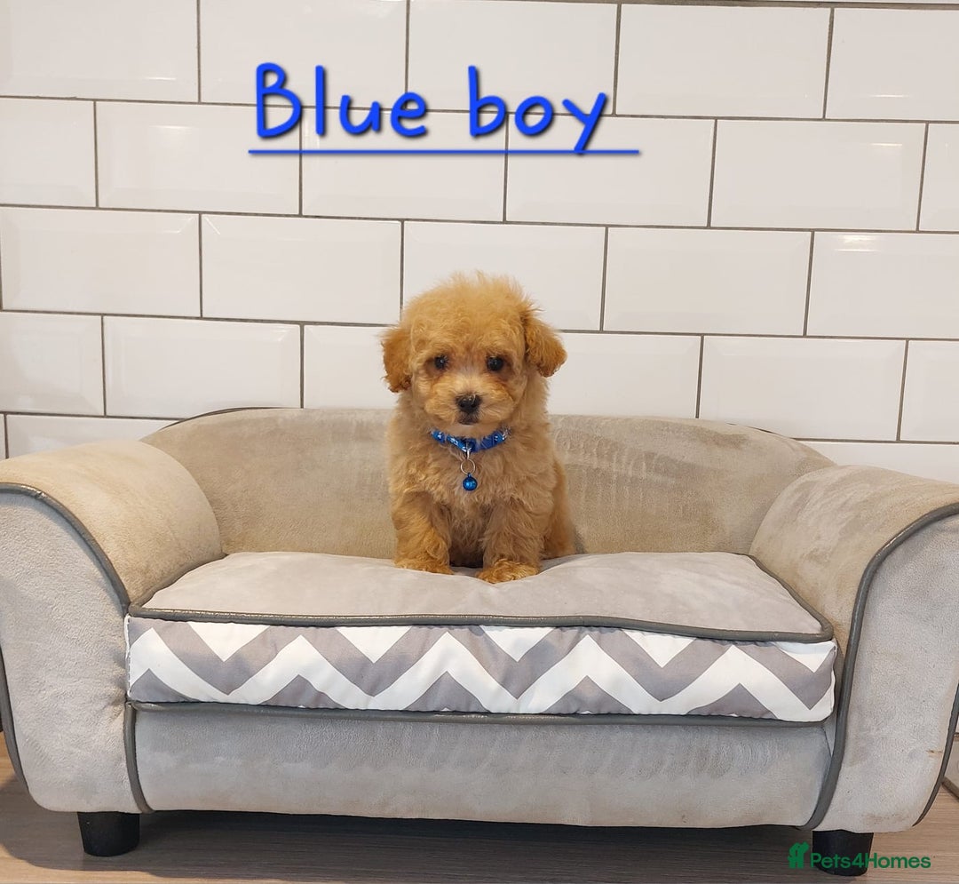 Cavapoo dogs for sale: Cavapoo F1 puppies  - Image 7