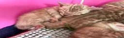 Bengal cats for sale: TICA Reg Bengal Kittens. Ready Next Month - Advert 10