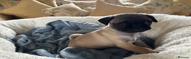 Pug Puppy 3
