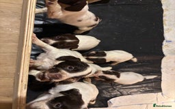 English Springer Spaniel dogs for sale: 7 springer spaniel puppies. Both parents working - Advert 2