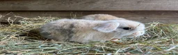 Mini Lop rabbits for sale: Gorgeous pure Mini lops  - Advert 4