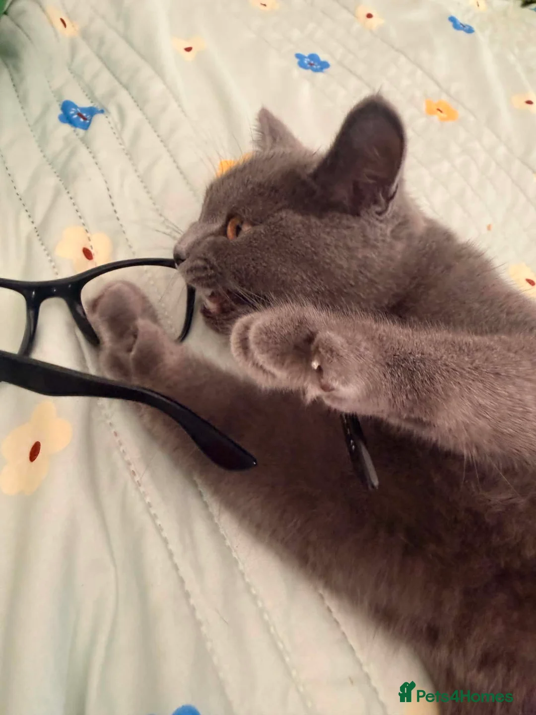 British Shorthair cats for sale: BRITISH SHORT HAIR FLUFFY BABY - Advert 11