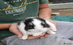 Mini Lop rabbits for sale: Mini lop bunnies  - Image 13