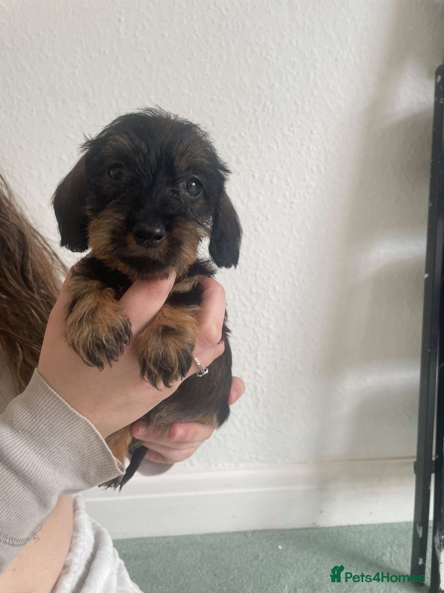 Dachshund dogs Kc registered wirehaired  - Advert 16