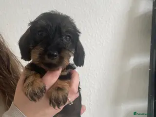 Dachshund dogs Kc registered wirehaired - Advert 16