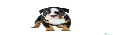 English Bulldog Puppy 2