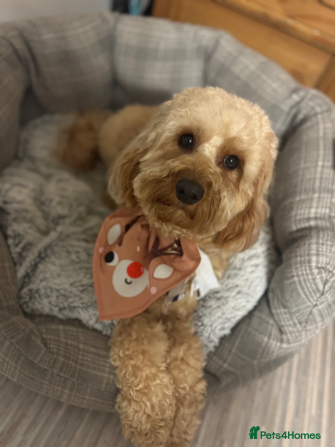 Cockapoo dogs for sale: Beautiful F1b apricot cockapoo puppies - Advert 2