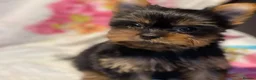 Yorkshire Terrier dogs for stud: Male Fererro.  Stud - Advert 6