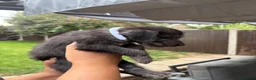 Bedlington Terrier dogs for sale: Bedlington terriers in Rochester - Advert 4