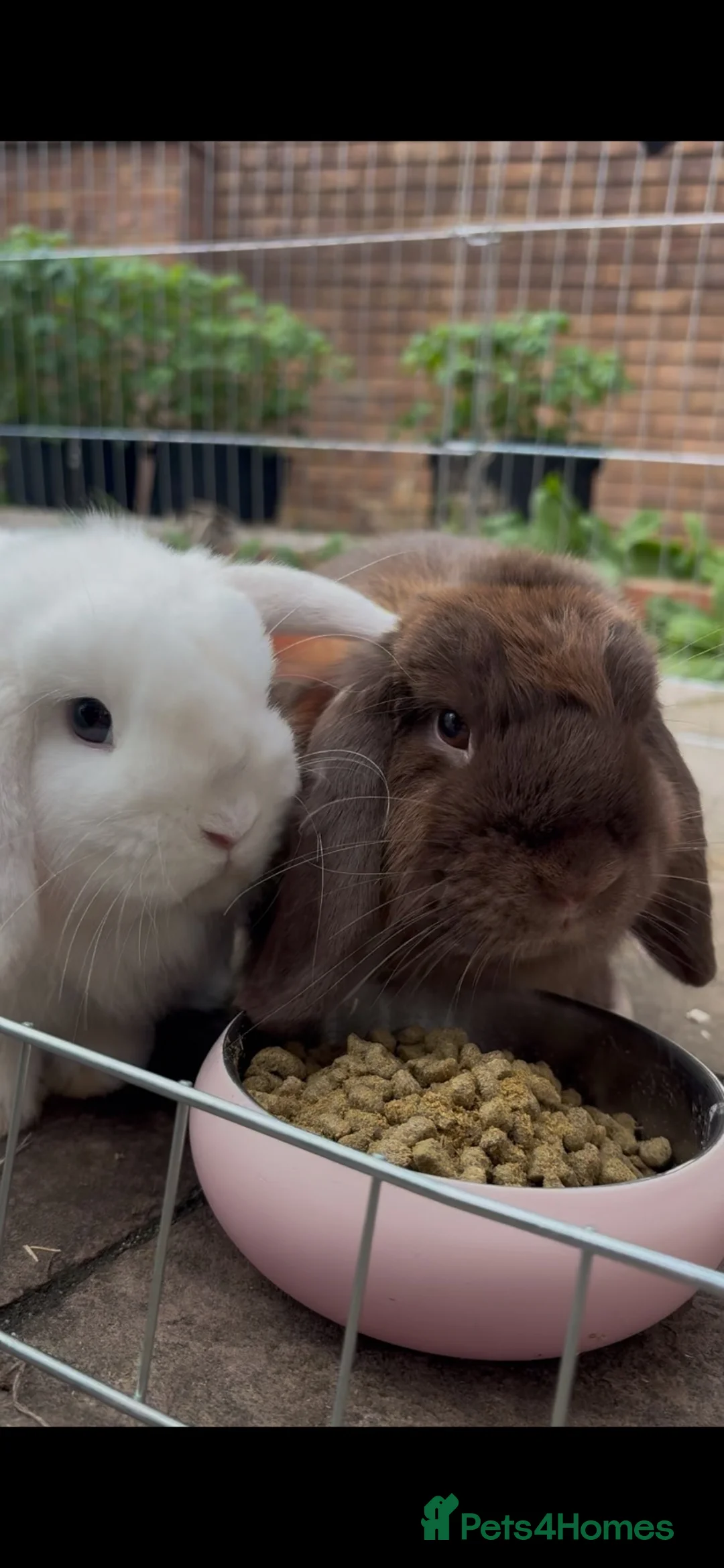 Mini Lop rabbits for sale: Two Mini lops in Stoke-on-Trent - Advert 1