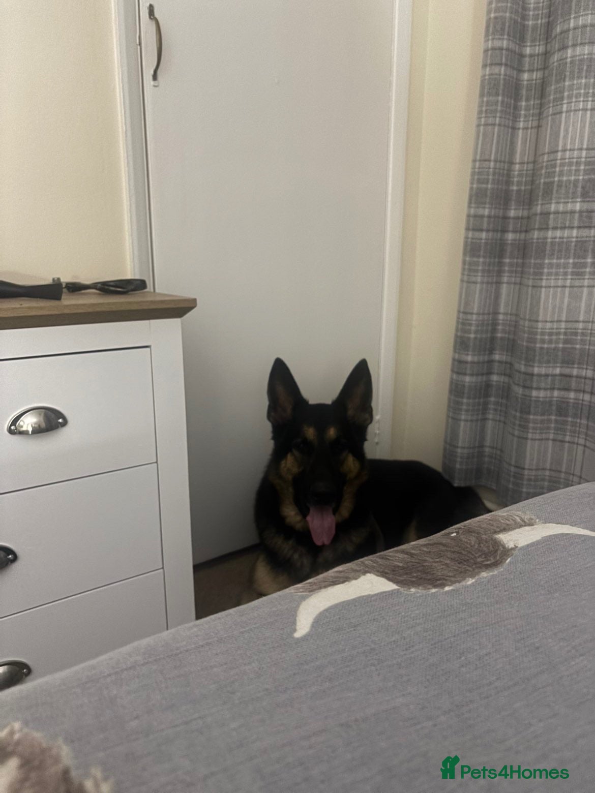 German Shepherd dogs 5yr old German shepherd  - Advert 2