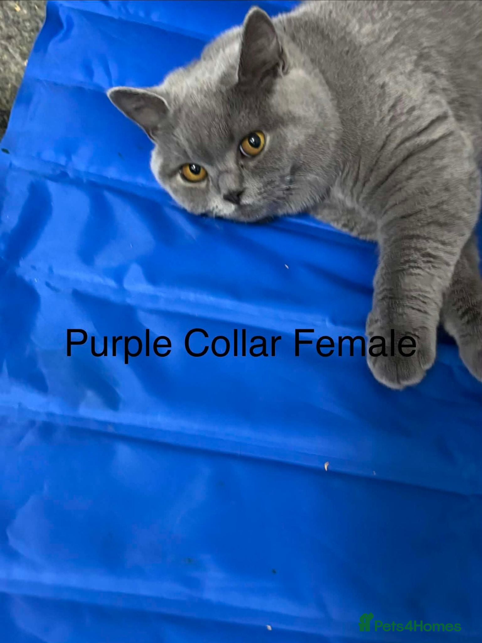 British Shorthair cats Grand Champion Sired British Shorthair Kittens - Advert 2
