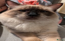 Ragdoll cats for sale: Large baby Ragdoll Male - Image 5
