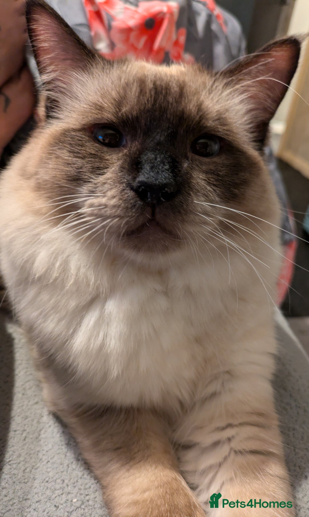 Ragdoll cats for sale: Large baby Ragdoll Male - Image 5