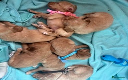 Cocker Spaniel dogs for sale: Gorgeous Lemon Cocker Spaniel Pups in Fordingbridge - Image 27