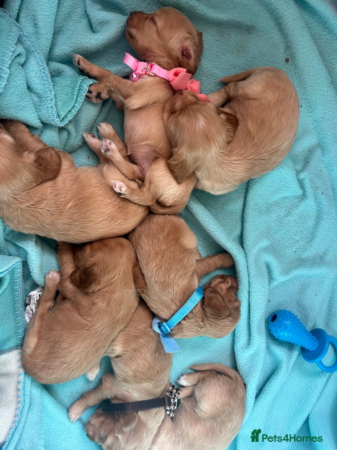 Cocker Spaniel dogs for sale: Gorgeous Lemon Cocker Spaniel Pups in Fordingbridge - Image 27