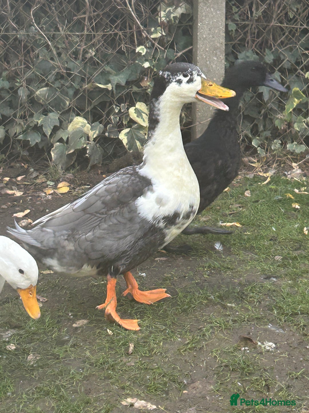 Ducks poultry for sale: 4 ducks for sale  - Image 9