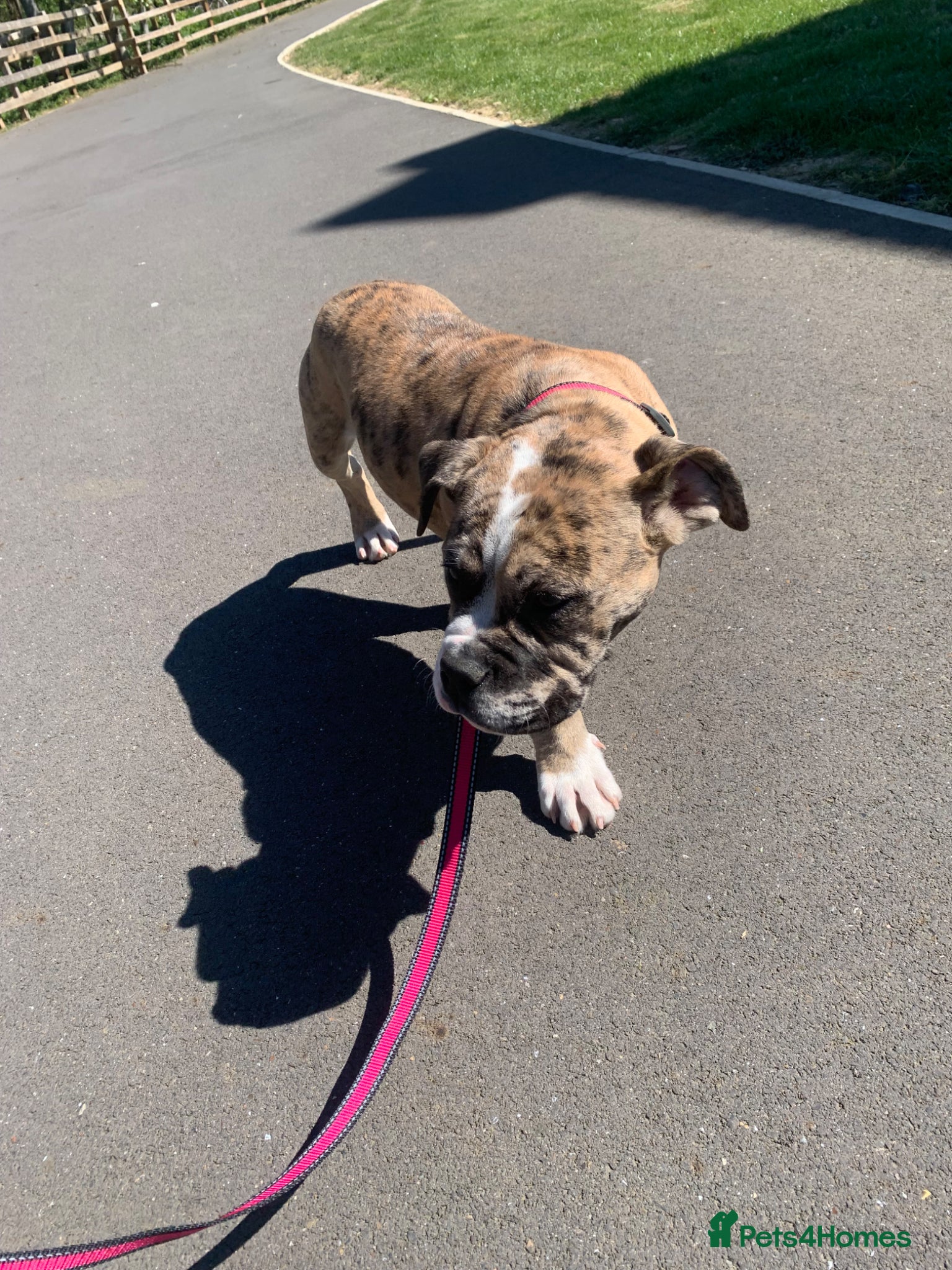 Old Tyme Bulldog dogs for sale: NEBBR REGISTERED old thyme English bulldog mya  - Advert 3