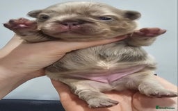 French Bulldog dogs for sale: French Bulldog Visual fluffies - Advert 34