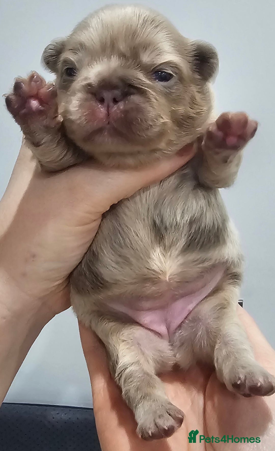 French Bulldog dogs for sale: French Bulldog Visual fluffies - Advert 34