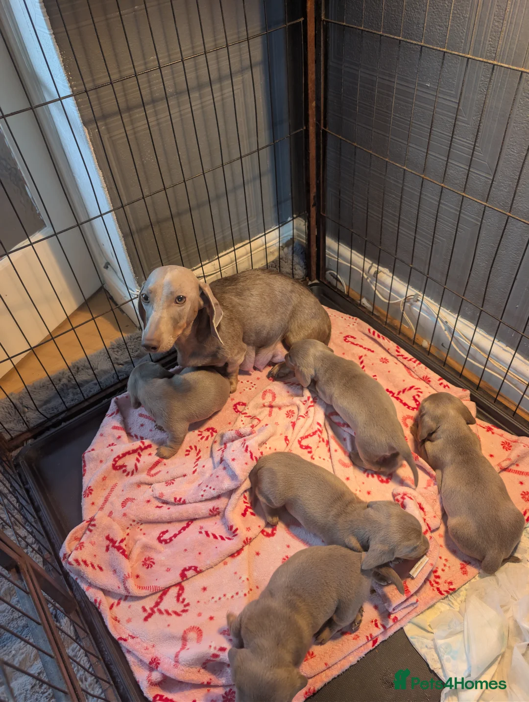 Dachshund dogs for sale: 5 puppy loking for new home - Advert 2