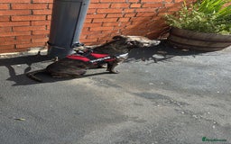Staffordshire Bull Terrier dogs for sale: Staffordshire bull terrior for sale  - Image 2