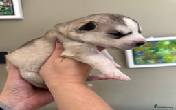 Siberian Husky dogs for sale: SIBERIAN HUSKY  - Image 15