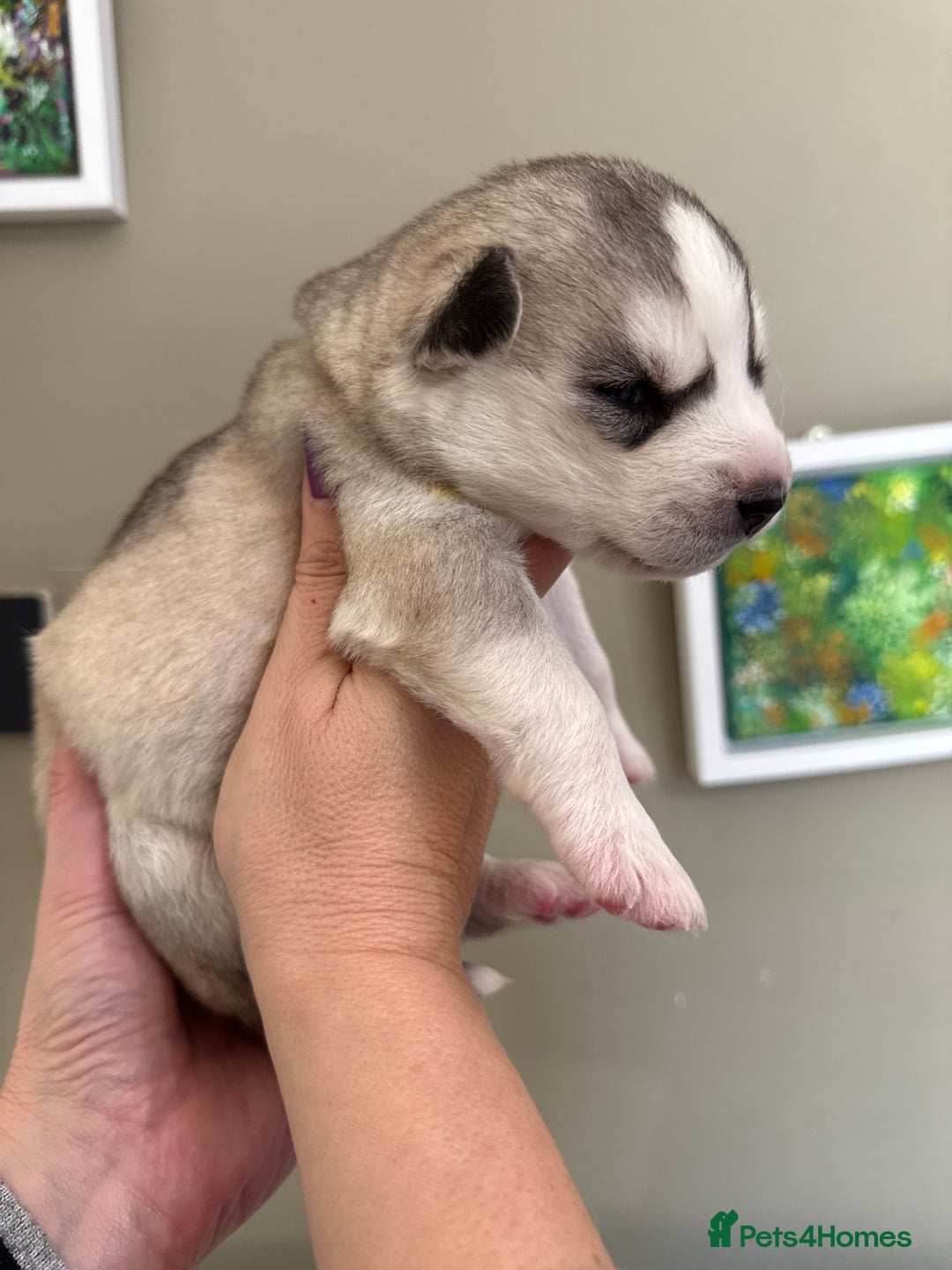Siberian Husky dogs for sale: SIBERIAN HUSKY  - Image 15
