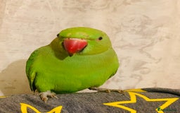 Ringnecks birds for sale: Hand Tamed/Untamed Gorgeous Ringneck for sale - Image 7