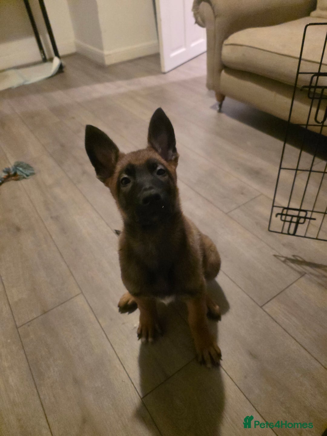 Belgian Shepherd Dog dogs for sale: Belgian Malinois  - Image 2