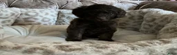 Aussiedoodle dogs for sale: Stunning F1B Aussiedoodle puppies - Advert 11