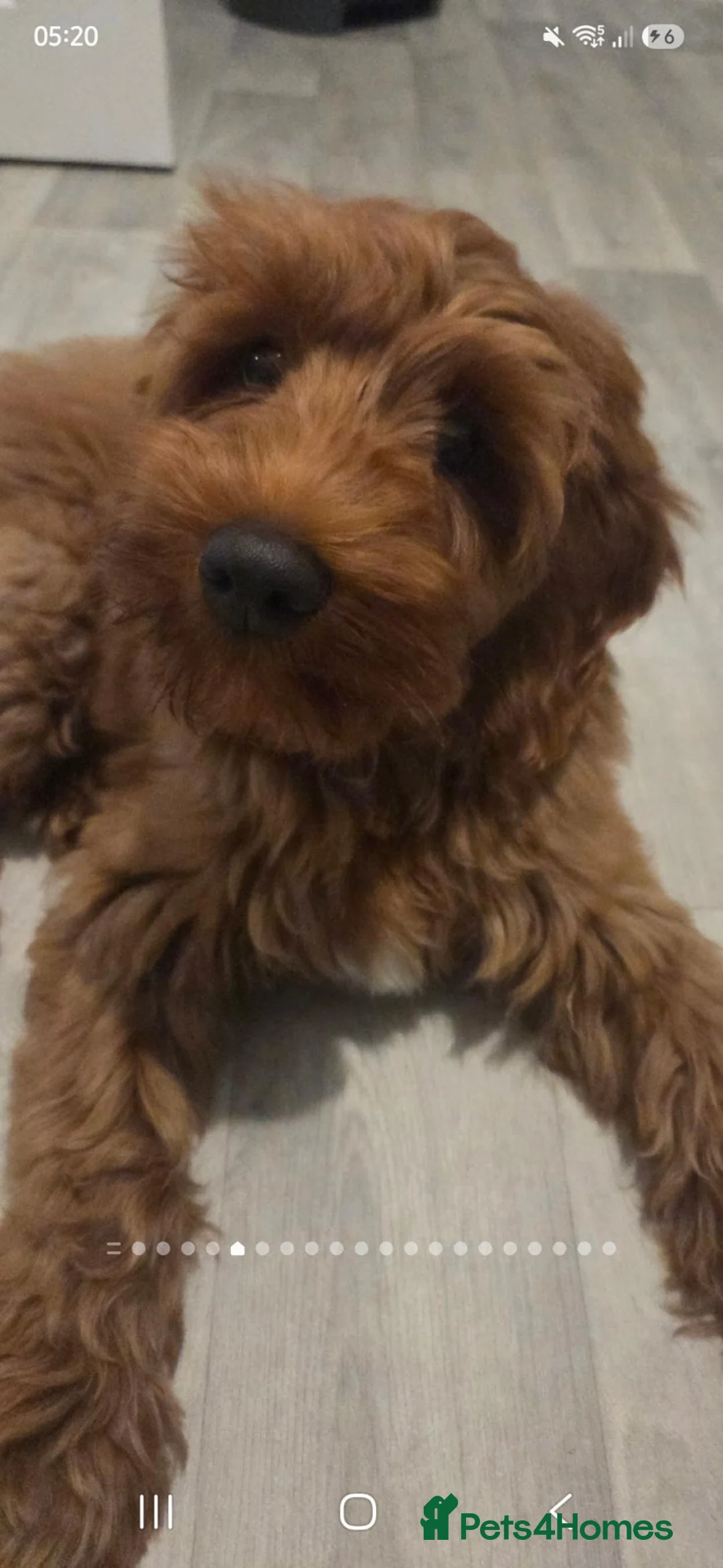 Australian Labradoodle dogs for sale: Australian labradoodle red Male - Advert 13
